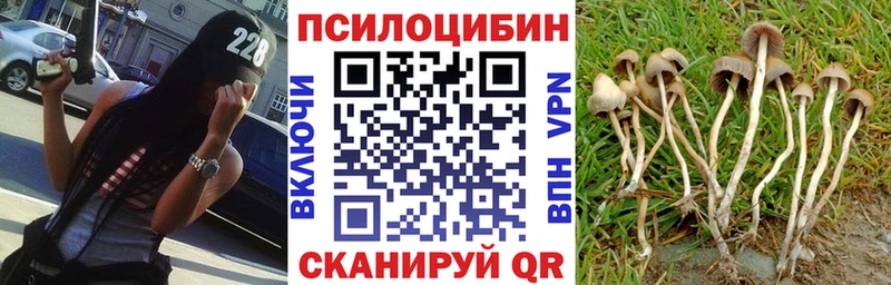 Галлюциногенные грибы Psilocybe  где продают   Гай 